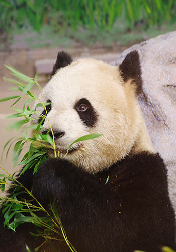 Giant panda Er Shun at the Toronto Zoo