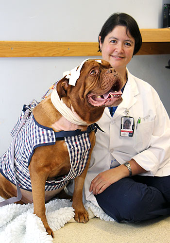 Fiona James is researching epilepsy in dogs at the University of Guelph.