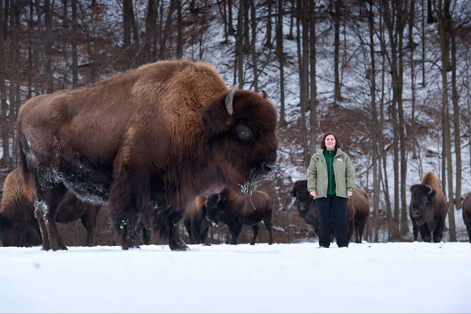 Guelph professor Gabriela Mastromonaco hopes to preserve bison in Canada.