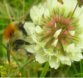 Researchers found low levels of pesticides can affect the foraging behaviour of bumblebees. 