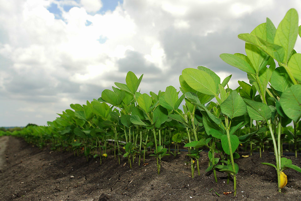 Soybean discovered at the University of Guelph may have new industrial applications.
