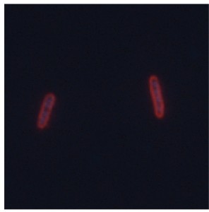 Bacteria-1