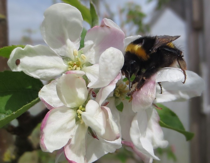 Bumblebee-pollinating