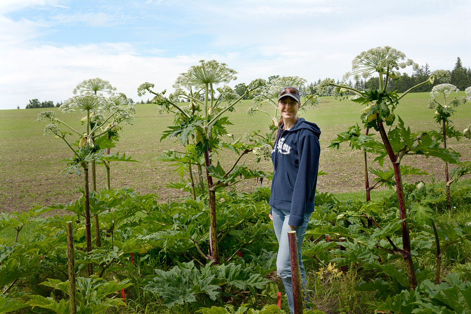 University of Guelph student studies giant hogweed.