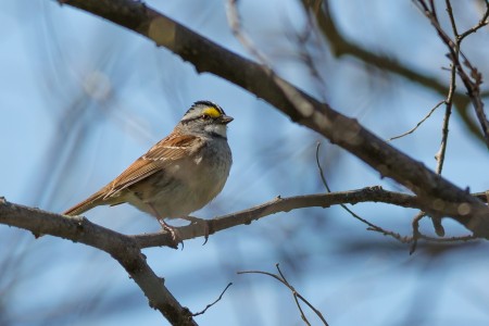 white-throated-sparrow_BrettForsyth