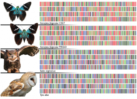 yr_barcodes-for-life_fig-1