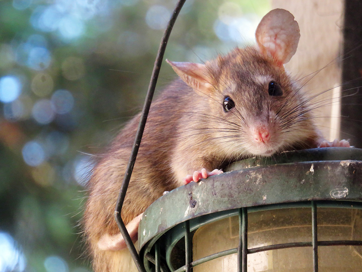 Urban rat research at the University of Guelph