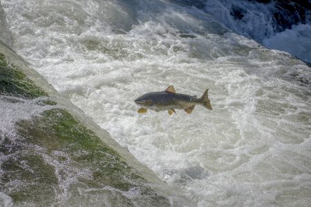 salmon fish jumping upstream