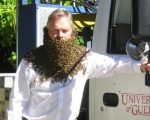 Paul Kelly in a beekeeping suit, his neck covered in bees