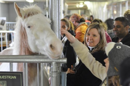 Woman petting a white horse in its stall
