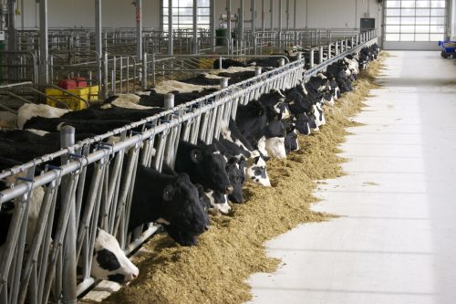 Cows feeding at the Livestock Research Innovation Corporation (LRIC)