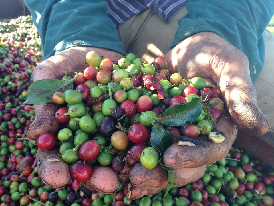 coffee beans in farmer's hands