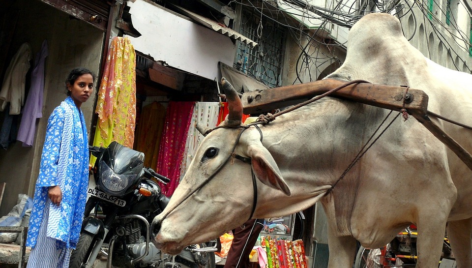 Cow with yoke stands on road in New Delhi India