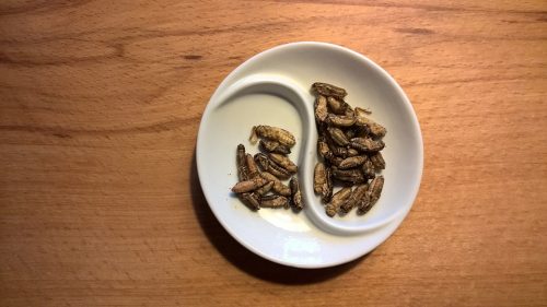 a bowl of dried crickets for eating