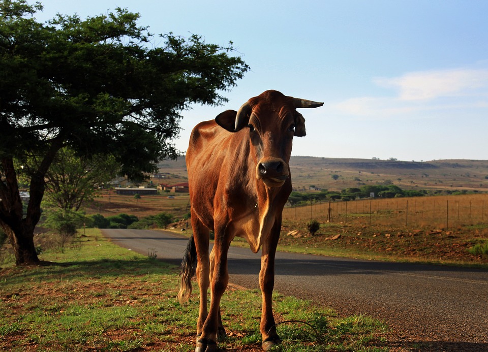 Cow standing on road around farm land in Africa