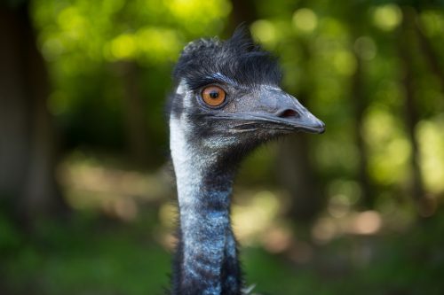 Emu headshot