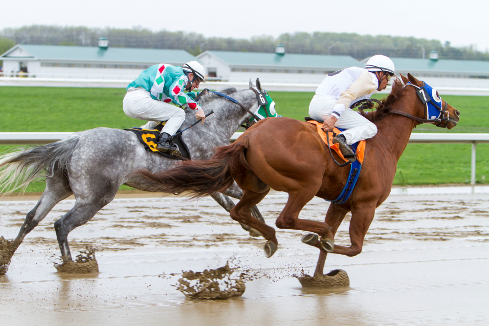 Quarterhorses racing