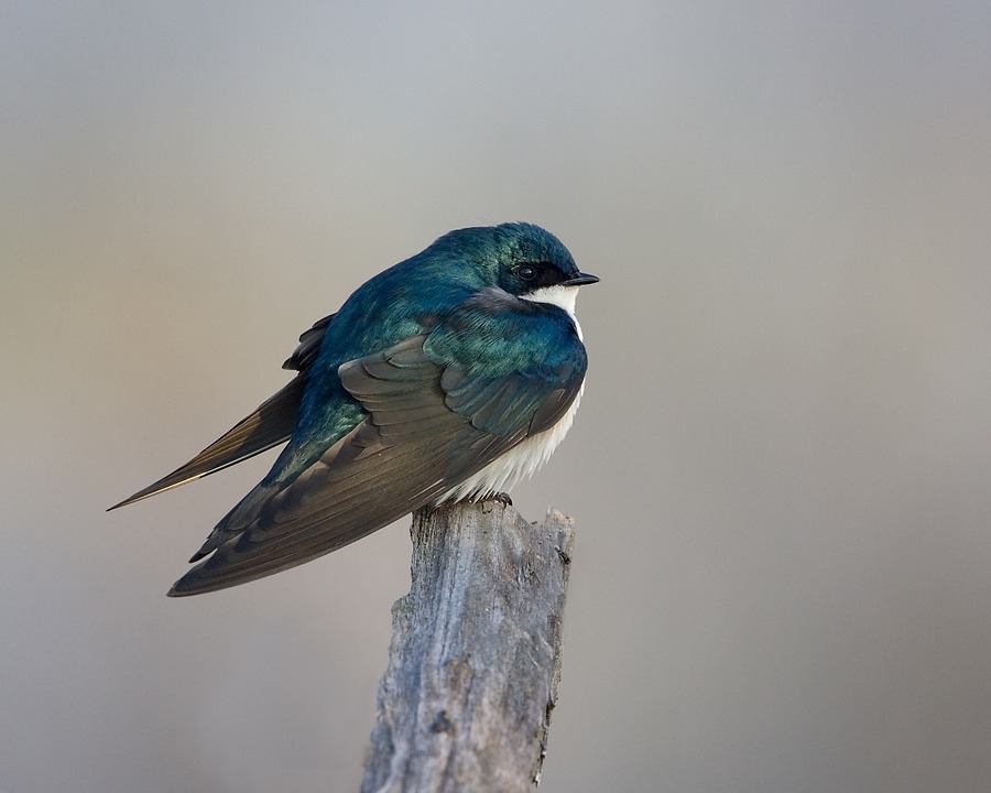 tree swallow sitting on a branch