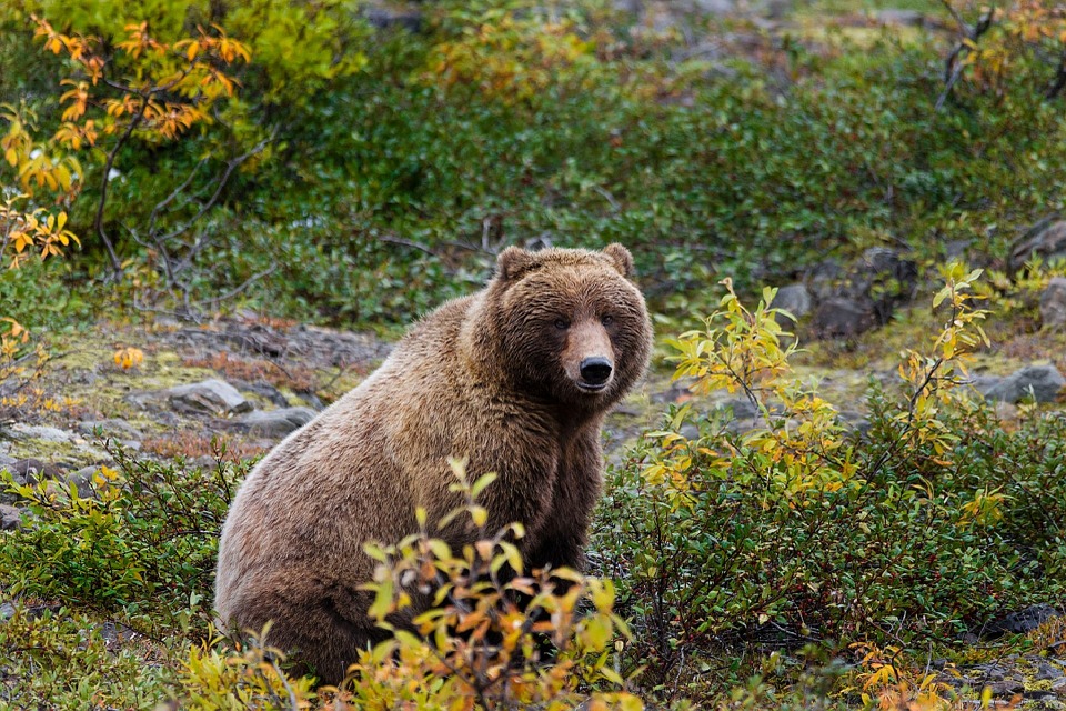 grizzly bear sitting in brush, looking at camera