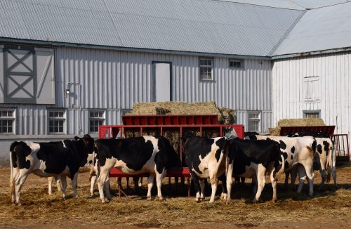 A group of dairy cows gathered around feeding on hay outside a grey barn 
