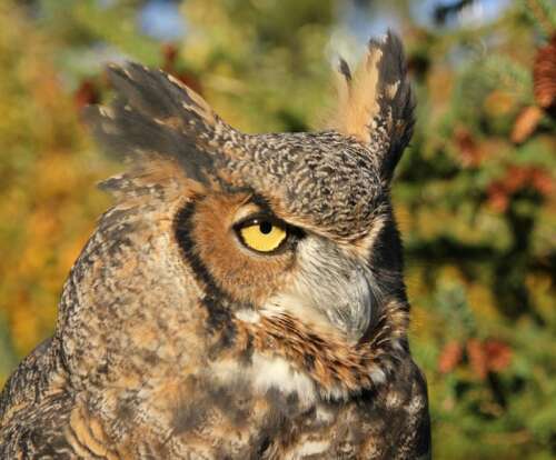 a closeup of an owl's face on sunny day