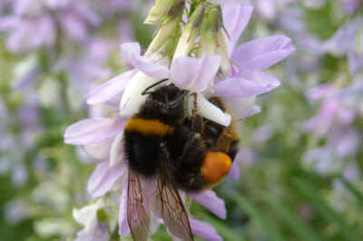 Tasteless Pesticides Affect Bees in the Field