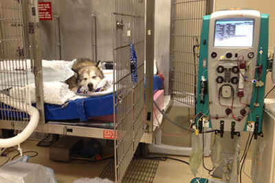 OVC First in Canada to Offer New Form of Dialysis for Cats and Dogs