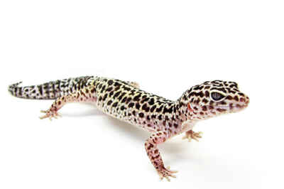 How do Geckos Regenerate Tissue and Heal Without Scarring?