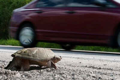 Making Ontario a Safer Place for Turtles