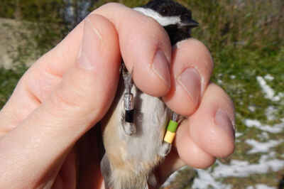 Chickadee Colour Banding Project Will Help Researchers, Bird Watchers