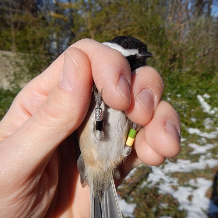 Chickadee banding at the Guelph Arborteum.