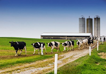 Cows outside on a farm. Sensors can make farms more efficient, according to University of Guelph professor.