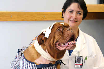 Mobile Technology Helps Diagnose Epilepsy in Dogs
