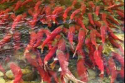 Salmon Use Enzyme for Oxygen Boost: Study