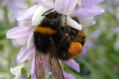 Bee Brains as Never Seen Before