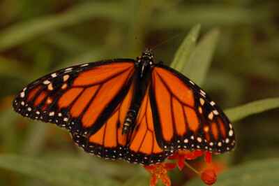 Monarch Butterfly Research Featured in Toronto Star