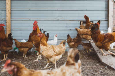 Project Aims to Improve the Health and Welfare of Backyard Poultry