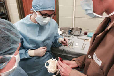 Digital Haptic Lab Partners with Ontario Veterinary College for Difficult Surgery