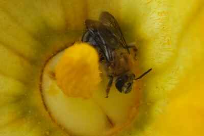 Prof Leads Monitoring Program for Wild Pollinators