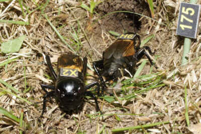 Social Networks Key to Crickets’ Success