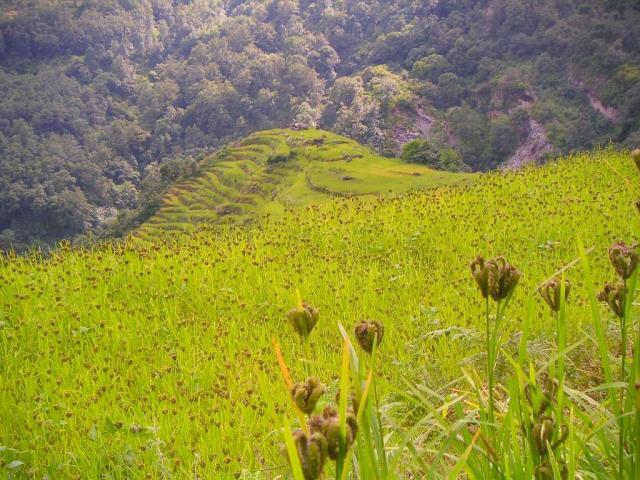 Devastating Wheat Fungus Appears in Asia for the First Time