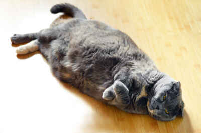 Is Your Cat Fat? Mark National Cat Day by Assessing Your Feline’s Health