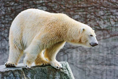 Understanding How Temperature Change Affects Captive Polar Bears Can Help Wild Counterparts