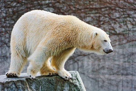polar bear research at the University of Guelph