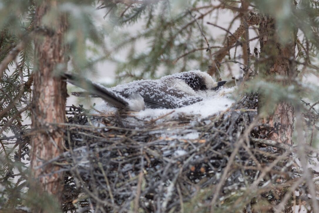 Gray jay winter nest