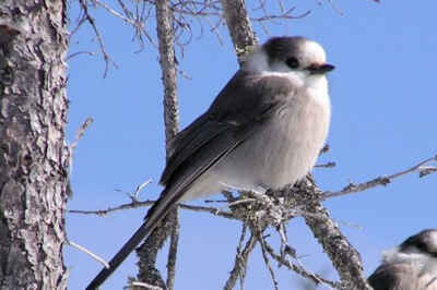 Gray Jay Great Pick for National Bird, U of G Prof Says
