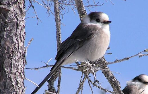 Gray Jay Great Pick for National Bird, U of G Prof Says