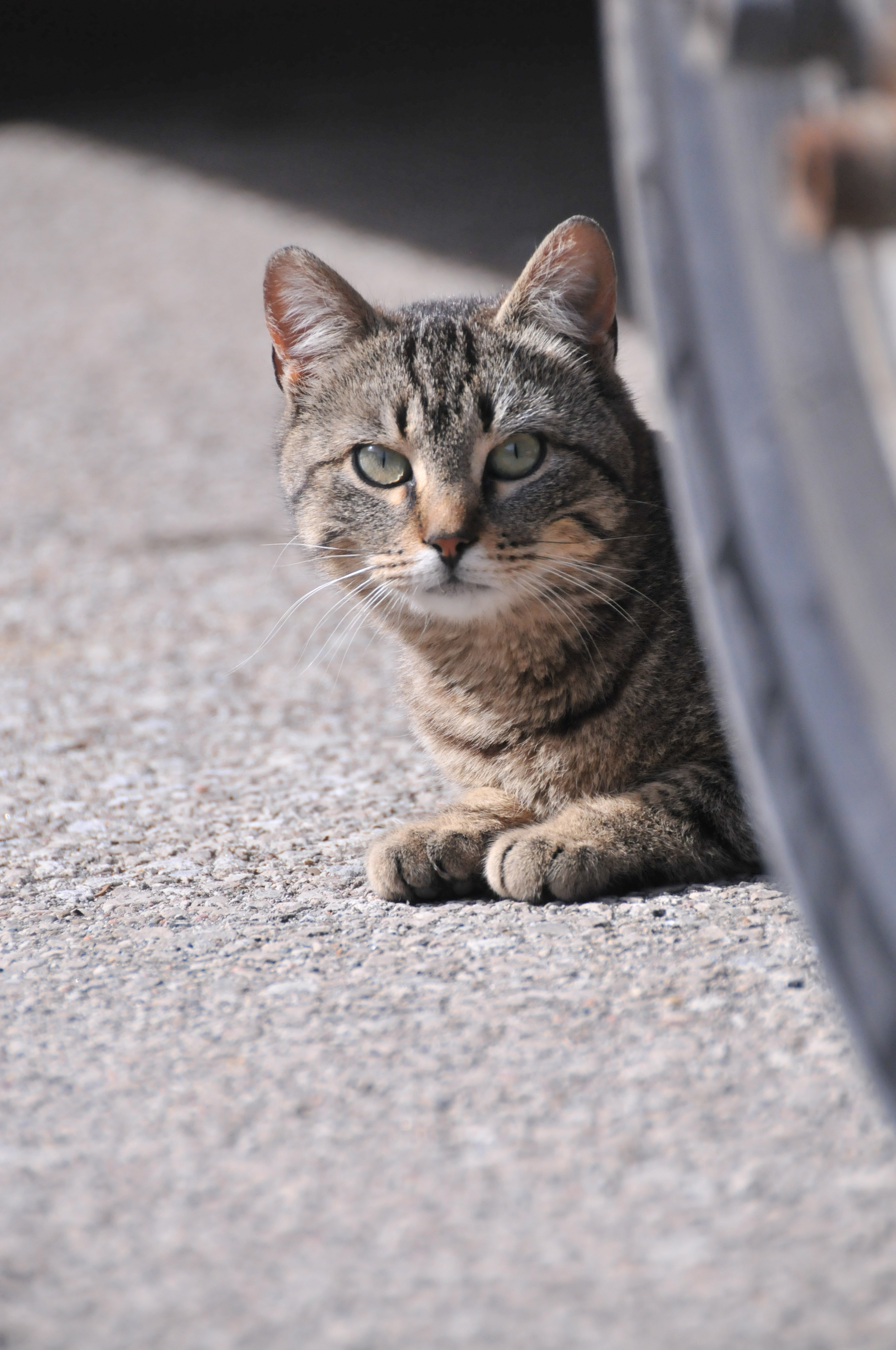 Large Numbers of Outdoor  Cats  Pose Challenges for 