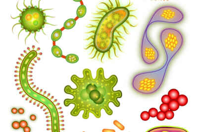 How Embracing Germs Can Encourage Good Health
