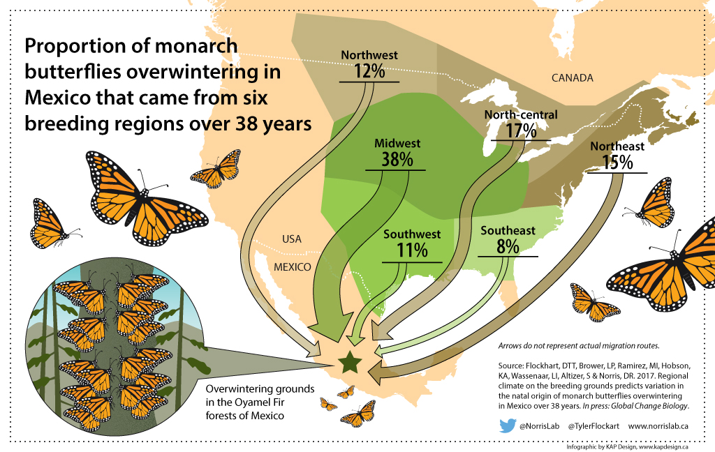U of G Researchers Identify Monarch Butterfly Birthplaces to Help